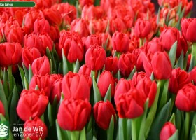 Tulipa Largo ® (3)